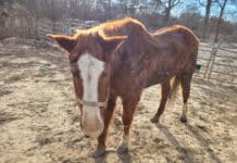 Suffolk ‘Sanctuary’ Hit with Over 100 Animal Neglect Charges