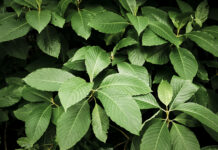 Suffolk’s Kratom Debate Continues