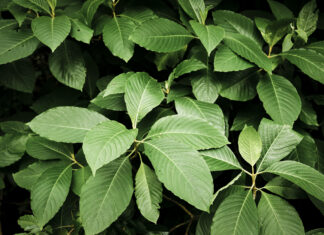 Suffolk’s Kratom Debate Continues