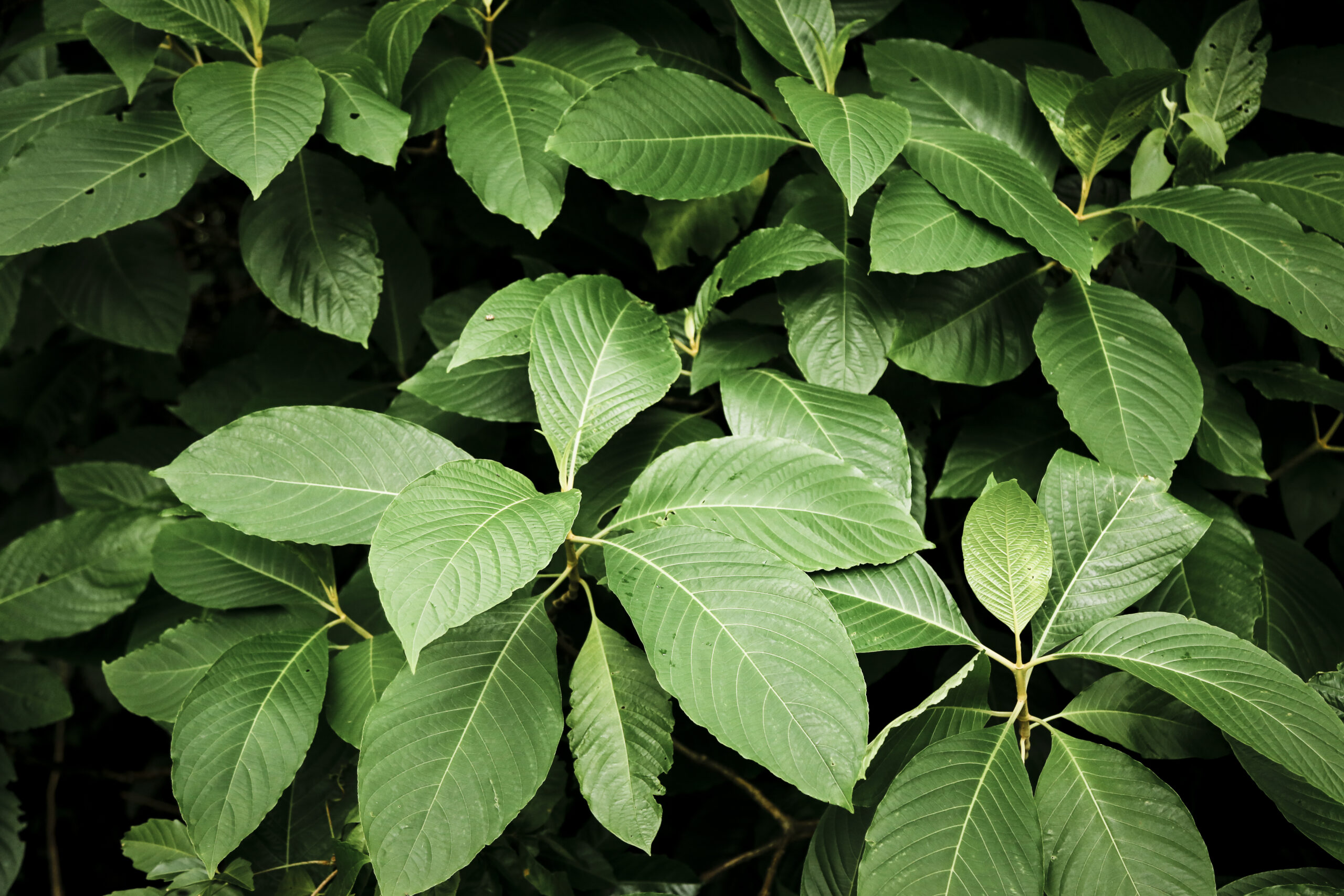 COVER A Kratom plant (Credit - Designed by Freepik)